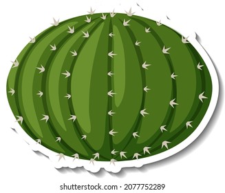 Planta de Echinocactus en ilustración de fondo blanco