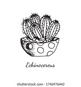 Echinocereus cactus in dot pot isolated on white background. Sketch vector illustration in doodle outline style.  Concept of thorns, exotic home plant, succulent, gift, accessory, cozy house
