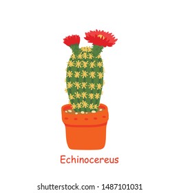 Echinocereus isolated on a white background. Cute cactus. Vector illustration in cartoon style.