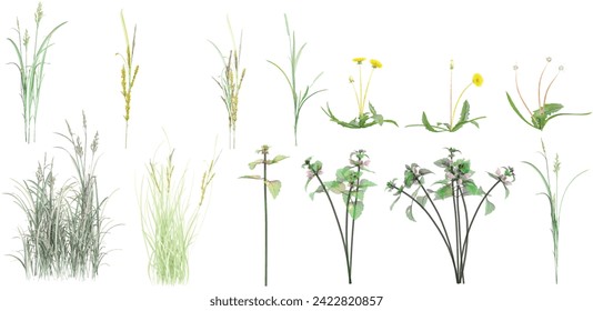 Echinochloa crus-galli,Lamium purpureum,Beckmannia hirsutiflora,Taraxacum officinale con fondo transparente, renderización 3D, para ilustración, composición digital, visualización de arquitectura