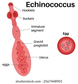 Echinococcus is a genus within Cestoda.