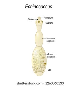 Echinococcus granulosus. causes cystic echinococcosis  (hydatid disease). Vector illustration for biological, science, and medical use.