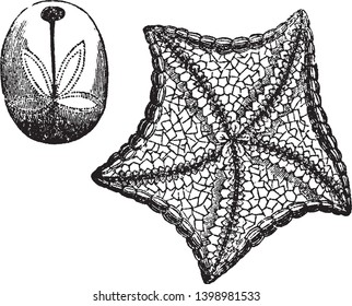 Echinodermata es el nombre común que se da a cualquier miembro del filo Echinodermata de animales marinos, dibujo de líneas vintage o ilustración de grabado.
