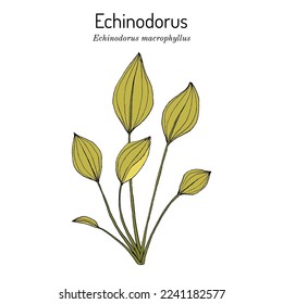 Echinodorus (Echinodorus macrophyllus), ornamental and medicinal aquatic plant. Hand drawn botanical vector illustration