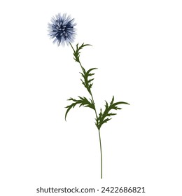 Echinops blue flower thorn. Dried flower. Vector stock illustration. isolated on a white background.