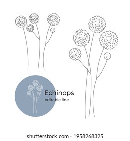 Echinops plant drawn in a minimalistic style by line. Part of the collection of dried flowers. Editable line.