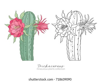 Echinopsis, trichocereus peruvianus plant. Colored and outline s