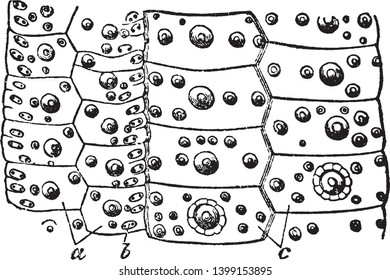 Echinus gracilis is a genus of sea urchins, vintage line drawing or engraving illustration.