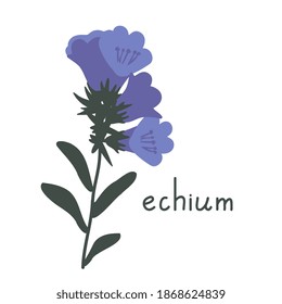Echium flower simple vector illustration