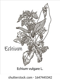 Echium vulgare. Vector hand drawn herb. Botanical plant illustration. Vintage medicinal herb sketch.