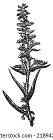 Echium vulgare or Viper's Bugloss or Blueweed, vintage engraved illustration. Dictionary of words and things - Larive and Fleury - 1895.		