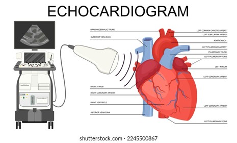 Echocardiogram. Heart ultrasound. Medical Vector Human Heart illustration of Echocardiogram and heart anatomy. Cardiology Echo test. Diagnose cardiac problem. Preventing diagnosing heart attack. 