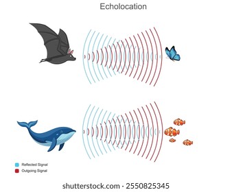 Echolocation é um sonar biológico usado por animais como morcegos e golfinhos para navegar e localizar objetos emitindo ondas sonoras e analisando os ecos retornados.