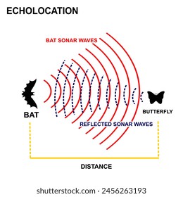 echolocation sysem explanation. bat sonar system. echolocation wave system science to know distance object. education explanation illustration