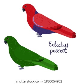 Eclectus parrot in cartoon style on white background, male and female. Vector hand drawn illustration. Eclectus roratus