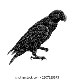 Eclectus Parrot hand drawing vector illustration isolated on white background
