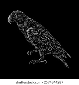 eclectus parrot hand drawing vector isolated on black background.