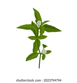 Eclipta Alba, Eclipta Prostrata o Bhringraj, también conocida como Falso Daisy, es una planta medicinal herbaria efectiva en medicina ayurvédica.ilustración vectorial.