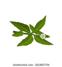 Eclipta Alba, Eclipta Prostrata or Bhringraj, also known as False Daisy is an effective herbal medicinal plant in Ayurvedic medicine.vector illustration.