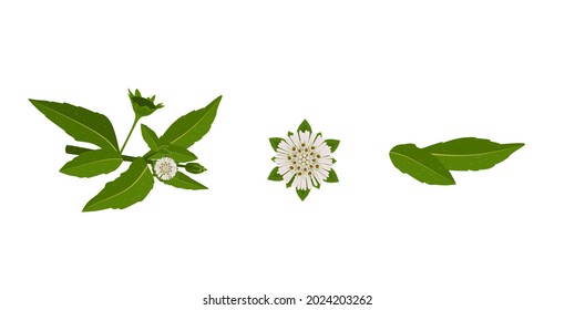 Eclipta Alba, Eclipta Prostrata o Bhringraj, también conocida como Falso Daisy, es una planta medicinal herbaria efectiva en medicina ayurvédica.ilustración vectorial.