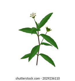 Eclipta Alba, Eclipta Prostrata or Bhringraj, also known as False Daisy is an effective herbal medicinal plant in Ayurvedic medicine.vector illustration.