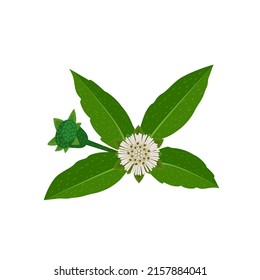 Eclipta Alba, Eclipta Prostrata o Bhringraj, también conocida como Falso Daisy, es una planta medicinal herbaria efectiva en medicina ayurvédica.ilustración vectorial.