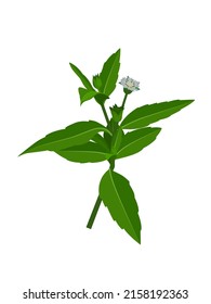 Eclipta Alba, Eclipta Prostrata o Bhringraj, también conocida como Falso Daisy, es una planta medicinal herbaria efectiva en medicina ayurvédica.ilustración vectorial.