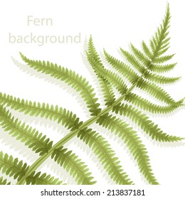Eco background with fern. Card with green leafs
