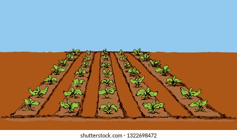 Eco early lush ripe soy bush culture corn sow root on tillage plow mulch patch land. Bright color hand drawn diet life scenic background in modern doodle cartoon style and space for text on blue sky