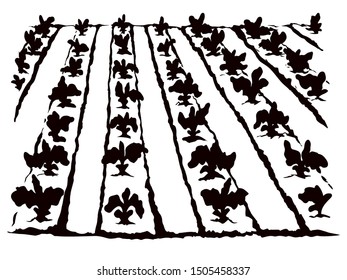 Eco early lush ripe soy bush flora culture sow on tillage furrow mulch patch isolated on white background. Line black ink hand drawn vegan scene sketch in retro doodle cartoon style and space for text