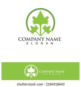 Eco Energy Vector Logo with leaf symbol. Green color with flash or thunder graphic. Nature and electricity renewable. This logo is suitable for technology, recycle, organic.