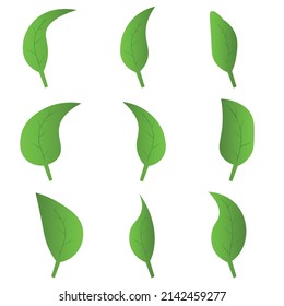 Juego de iconos planos del logotipo del vector de hoja de color verde ecológico. Hojas aisladas sobre fondo blanco. Diseño del concepto de planta de bio y bosque floral arbolado.