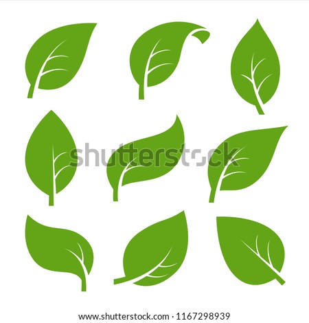 Eco green color leaf vector logo flat icon set. Isolated leaves shapes on white background. Bio plant and tree floral forest concept design.