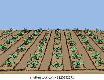 Eco green early lush raw soy bush flora culture sow on tillage furrow mulch patch on blue sky background. Bright color hand drawn yield scene sketch in retro doodle cartoon style with space for text