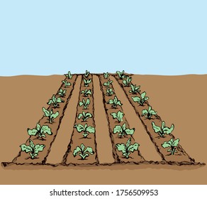 Eco green early lush raw soy bush flora culture sow on tillage furrow mulch patch on blue sky background. Bright color hand drawn yield scene sketch in retro doodle cartoon style with space for text