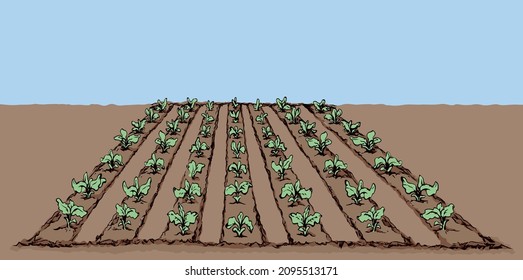 Eco green early lush ripe soy legume bush flora culture dirt sow on tillage furrow mulch patch blue sky text space. Bright color drawn vegan scene icon sign sketch retro doodle cartoon print art style