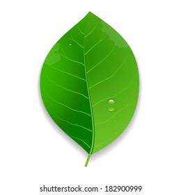 Eco Green Leaf
