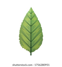 hoja verde ecológica sobre diseño de ilustraciones vectoriales de fondo blanco