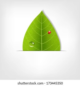 Eco Green Leaf Poster, With Gradient Mesh, Vector Illustration