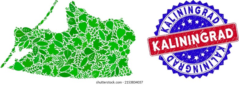 Eco Kaliningrad Region map collage of herbal leaves in green color hues and grunge bicolor Kaliningrad seal. Red and blue bicolored seal with unclean style and Kaliningrad word.