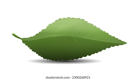 Eco leaf concept. Nature and flora. Eco friendly product symbol, logo for company and organization. Spring and summer season. Part of tree or bush. Realistic 3D vector illustration