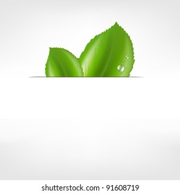 Eco Leaf, Isolated On White Background, Vector Illustration