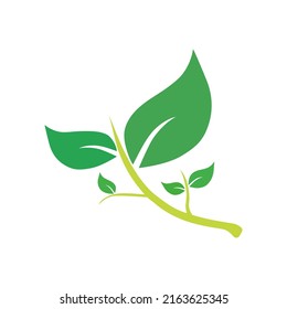 Eco leaf on a white background. Vector illustration