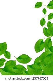 Eco leaves on white background. Vector image
