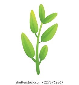Vector de dibujos animados de iconos del sabio ecológico. Planta de hojas. Albahaca aromática