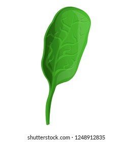 Eco spinach icon. Cartoon of eco spinach vector icon for web design isolated on white background