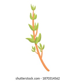 Eco thyme Symbol. Cartoon des ökothymen Vektorsymbol für Webdesign einzeln auf weißem Hintergrund