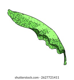 ecofriendly banana leaf hand drawn. biodegradable plate, packaging decoration, ayurveda tradition ecofriendly banana leaf vector sketch. isolated color illustration