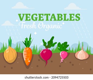 Eco-friendly vegetables in the garden. Healthy food and farm products concept. Vector illustration.