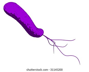 e-coli - bacteria